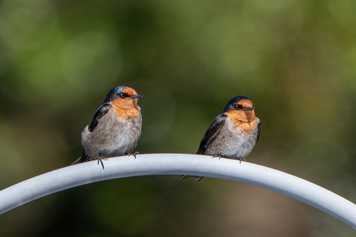 Hill Swallow - ML646246834