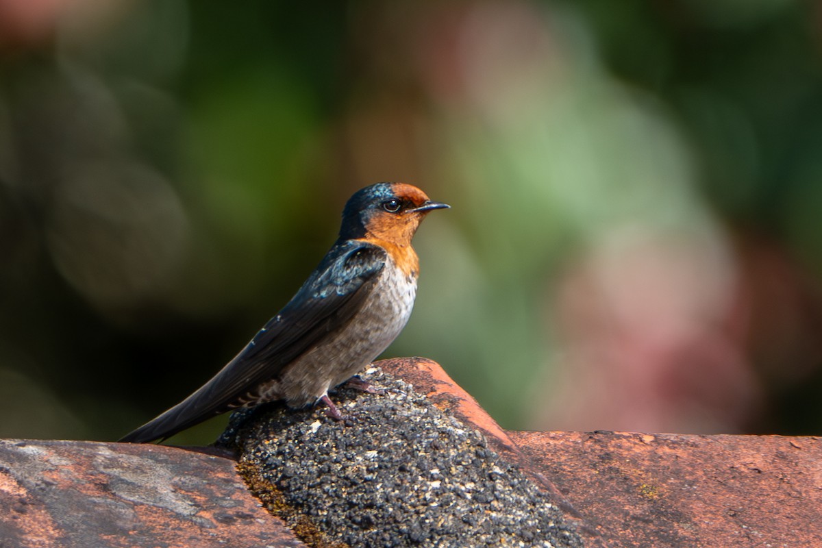 Hill Swallow - ML646246835