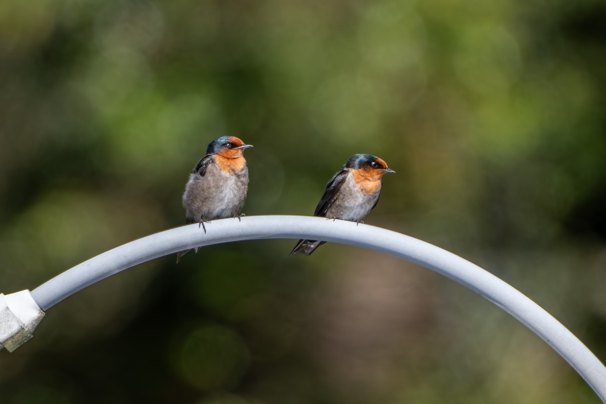 Hill Swallow - ML646246836