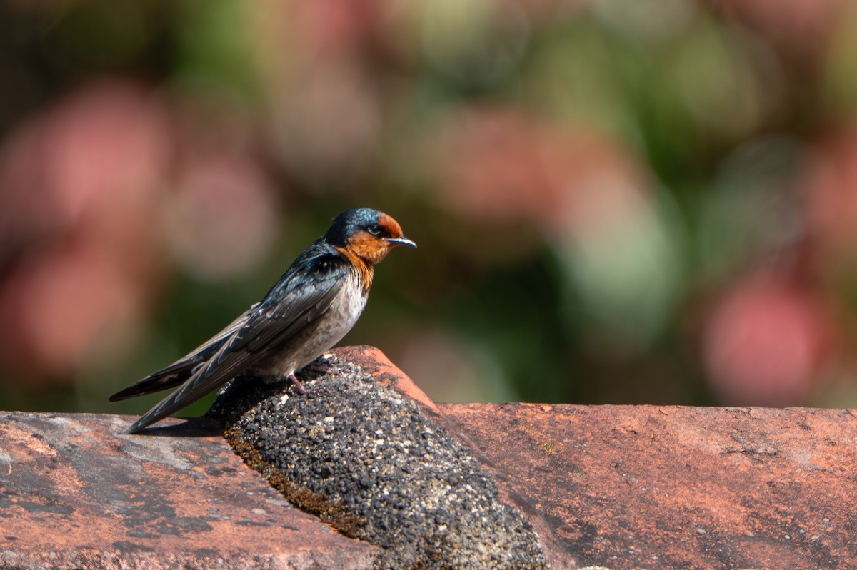 Hill Swallow - ML646246837