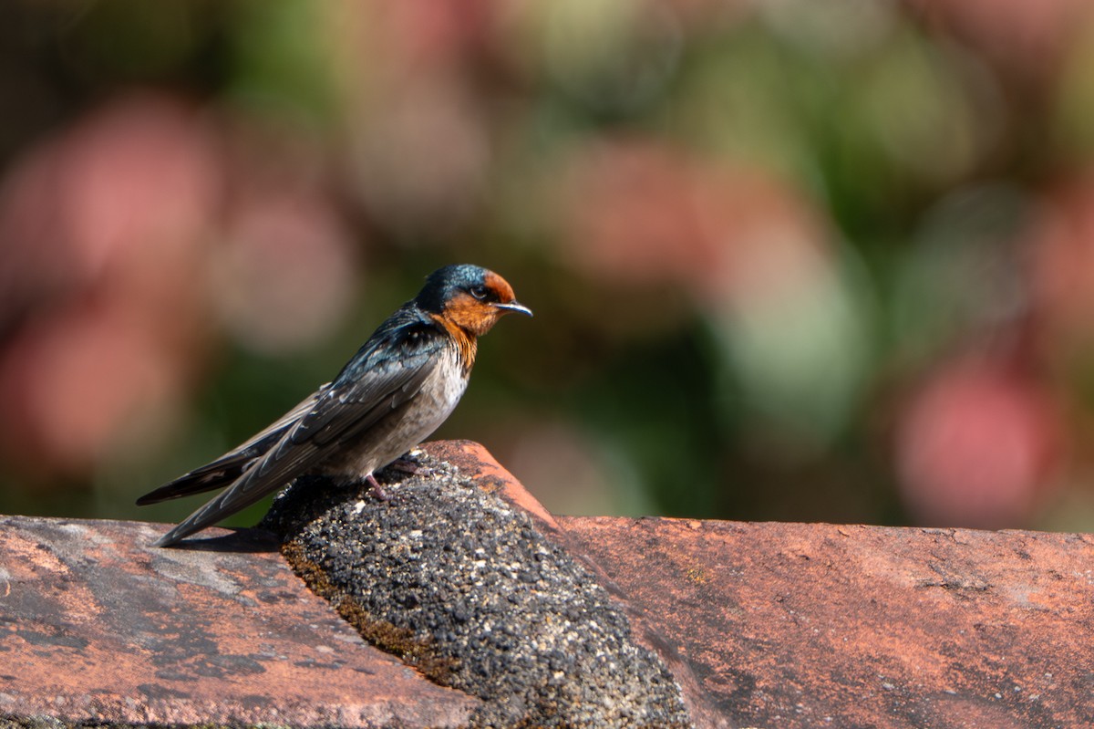 Hill Swallow - ML646246838