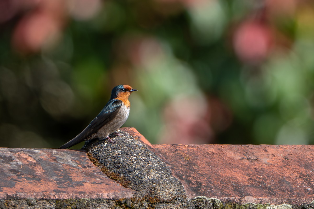 Hill Swallow - ML646246839