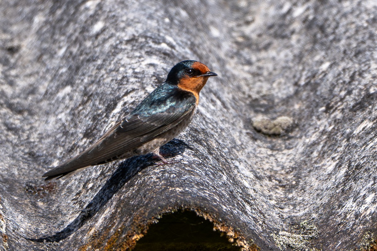 Hill Swallow - ML646246840