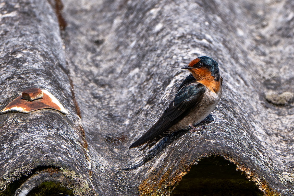 Hill Swallow - ML646246841