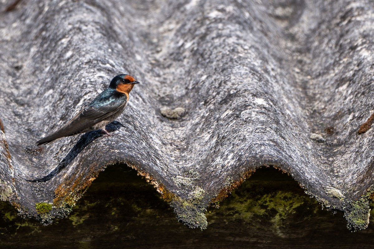 Hill Swallow - ML646246842