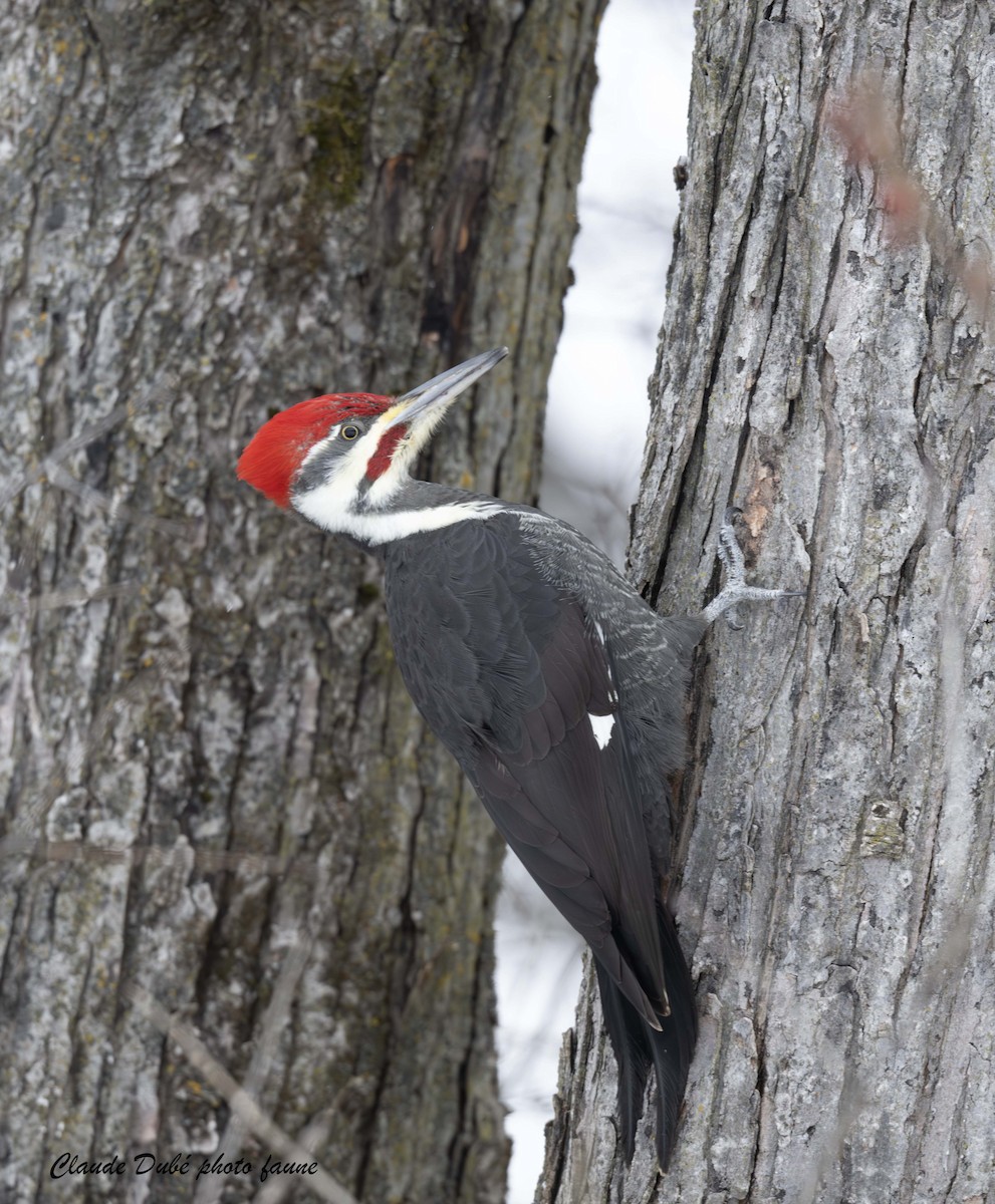 Pileated Woodpecker - ML646246843