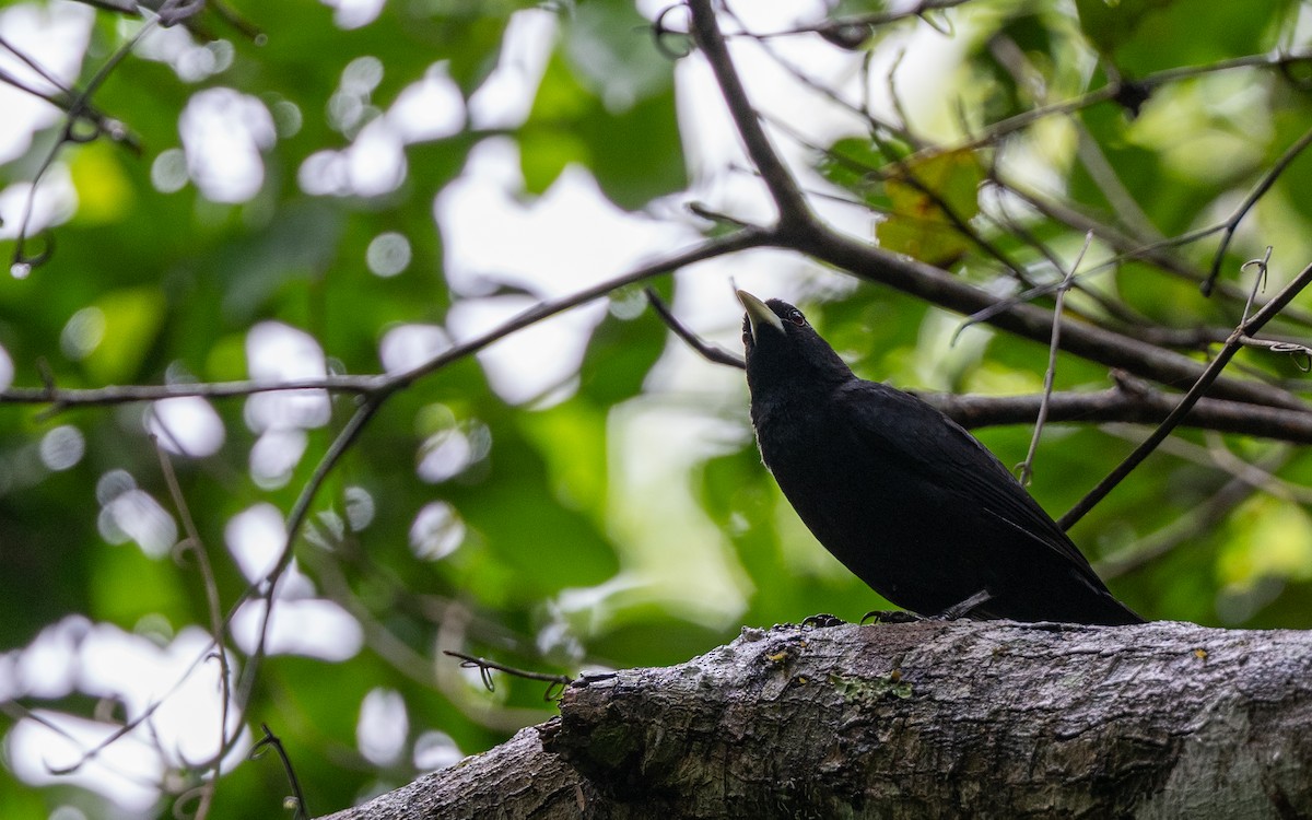 Solitary Black Cacique - ML646246844