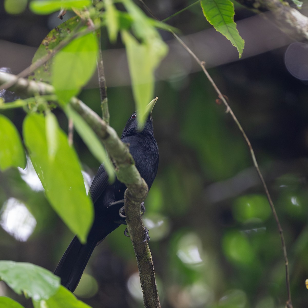 Solitary Black Cacique - ML646246845