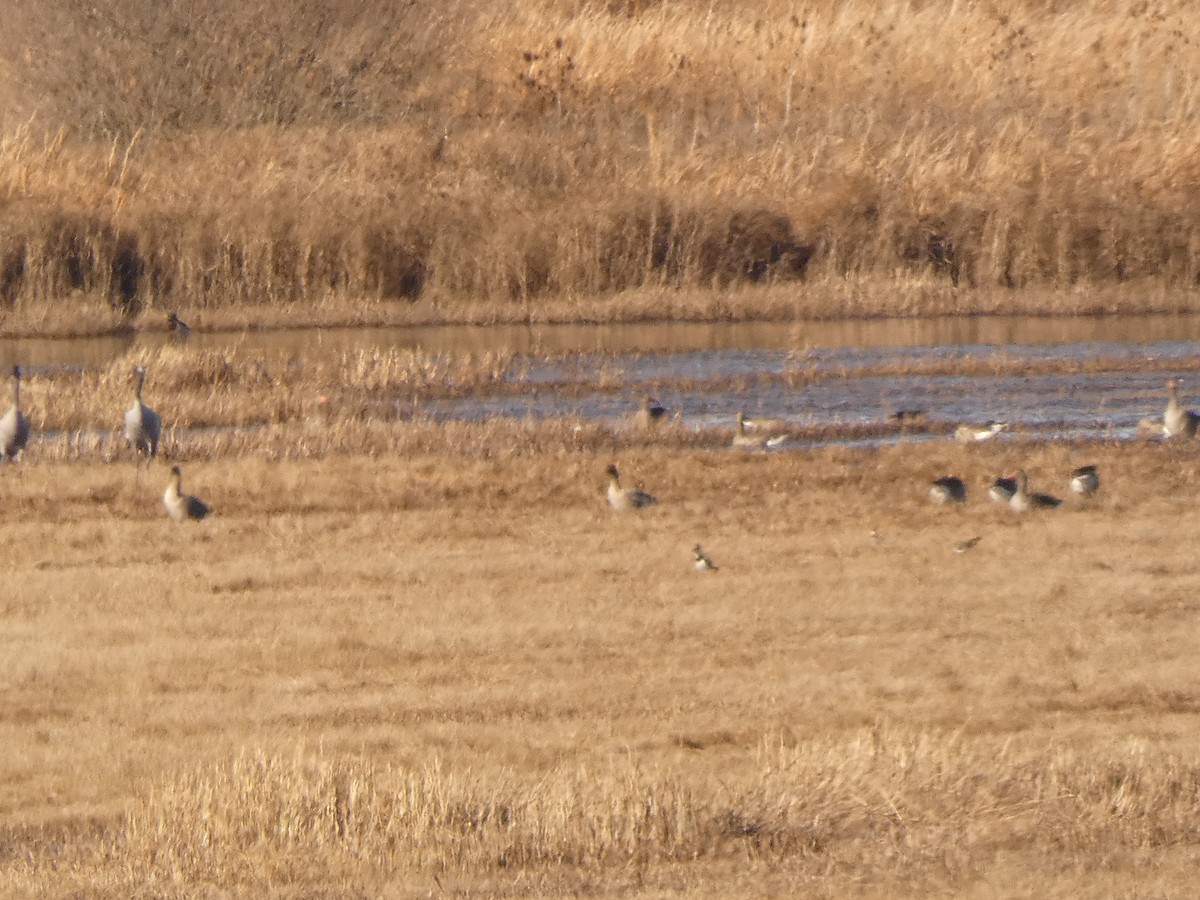 Pink-footed Goose - ML646246846