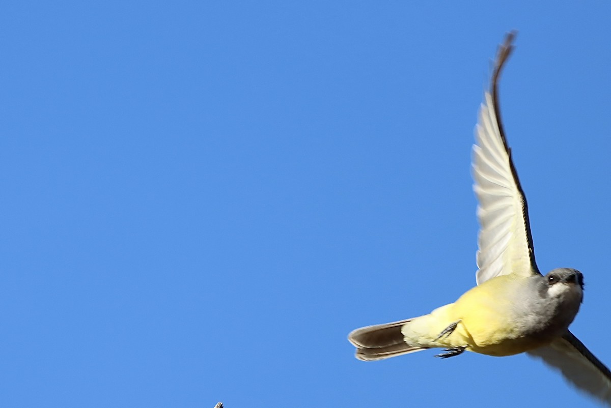 ハシボソタイランチョウ - ML646246847