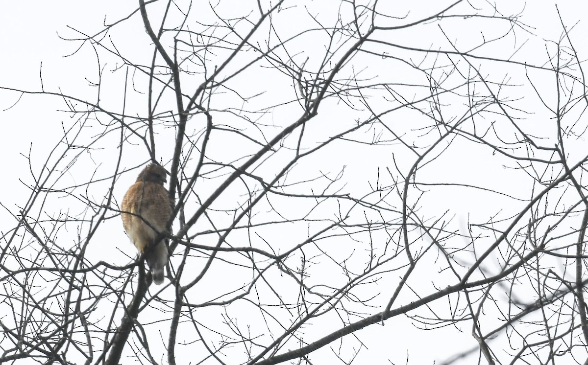 káně páskovaná - ML646246854