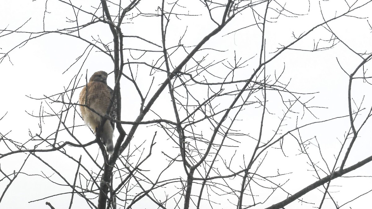 káně páskovaná - ML646246855