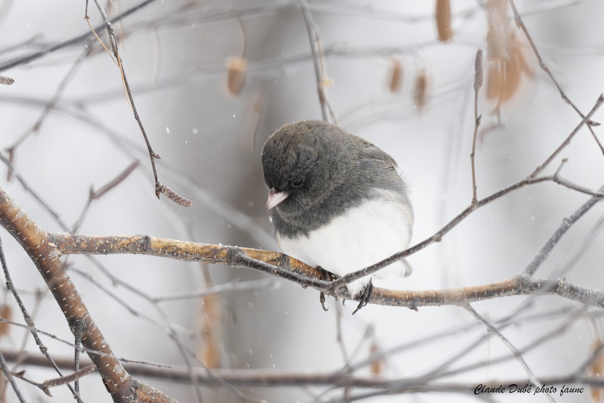 Dark-eyed Junco - ML646246856