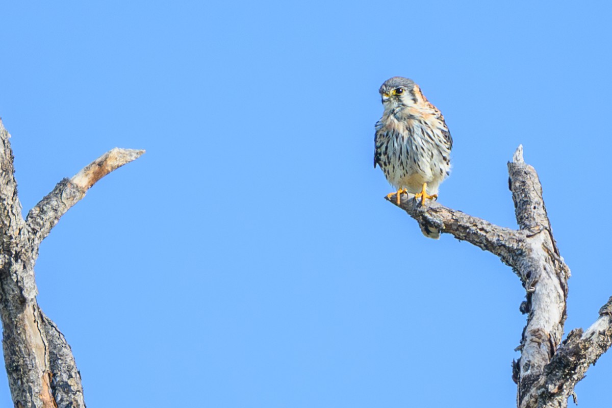 American Kestrel - ML646246858