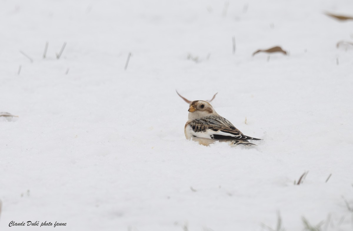 Snow Bunting - ML646246861