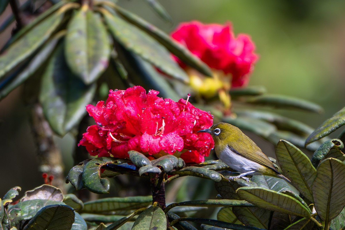 Sri Lanka White-eye - ML646246862