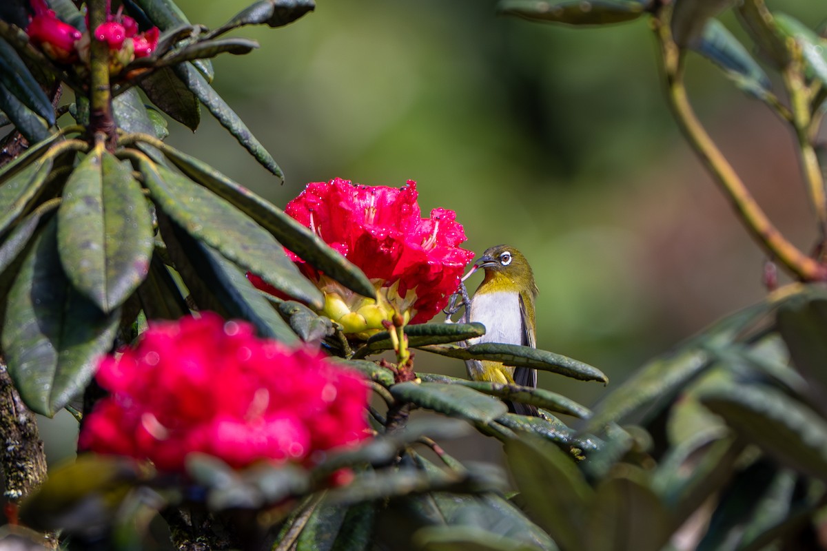 Sri Lanka White-eye - ML646246863