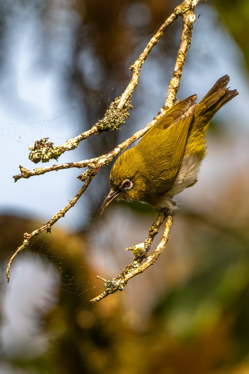 Sri Lanka White-eye - ML646246864