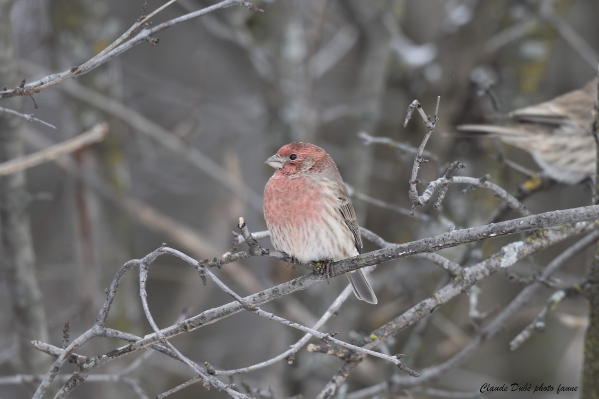 House Finch - ML646246867