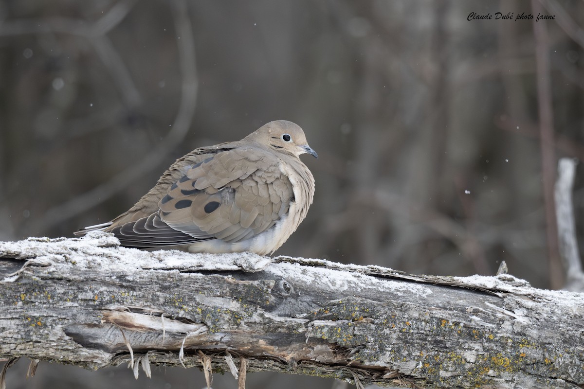 Mourning Dove - ML646246869