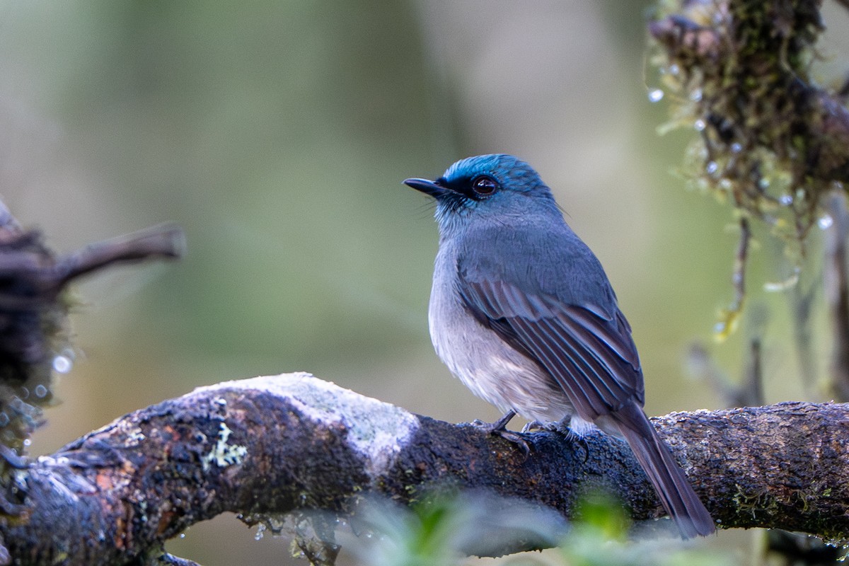 Dull-blue Flycatcher - ML646246871