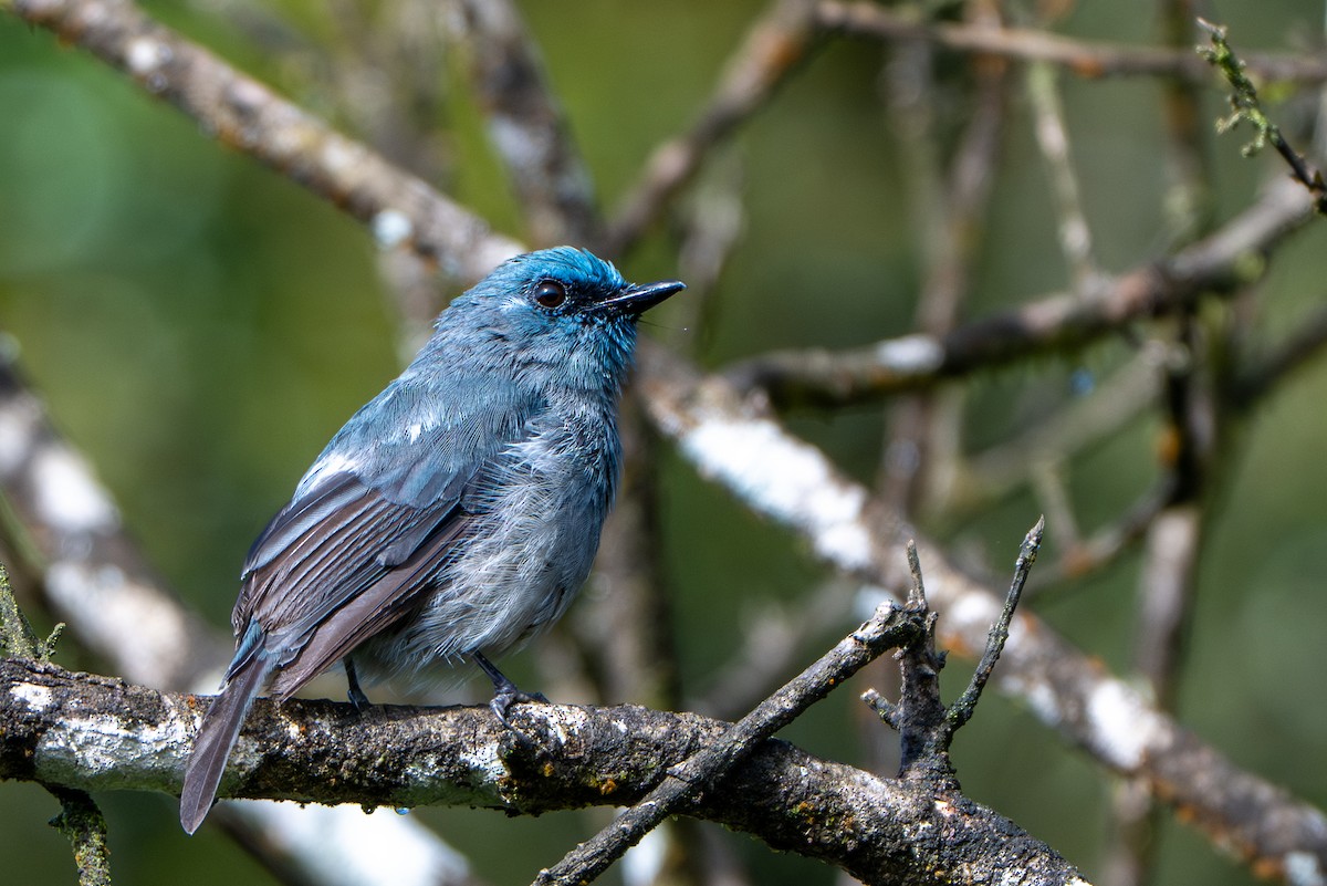 Dull-blue Flycatcher - ML646246873
