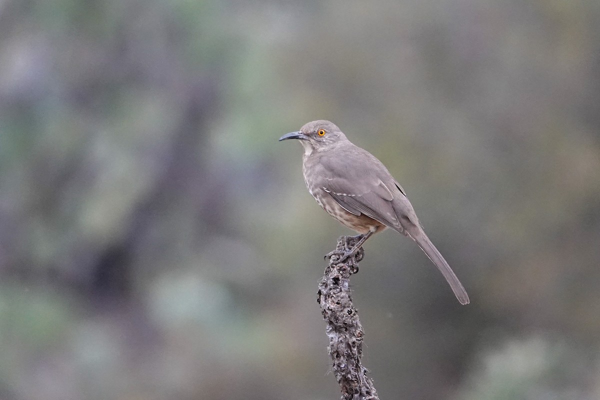 Curve-billed Thrasher - ML646246875