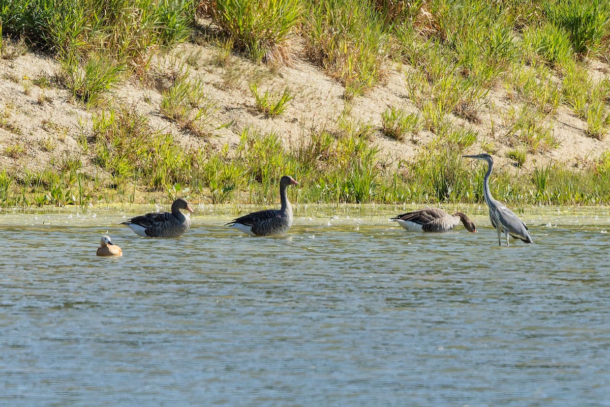 grågås - ML646246877