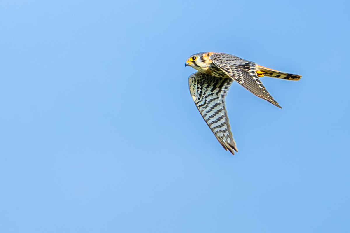 American Kestrel - ML646246878