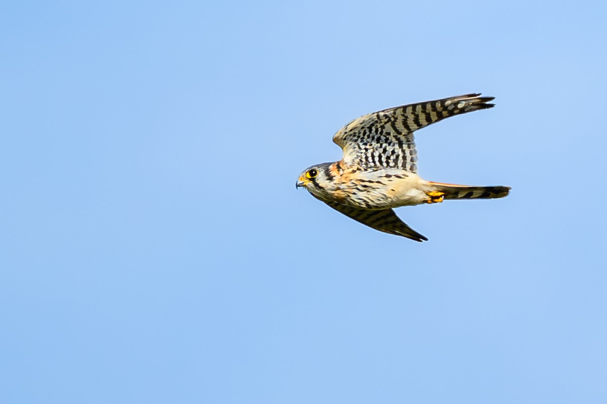 American Kestrel - ML646246879