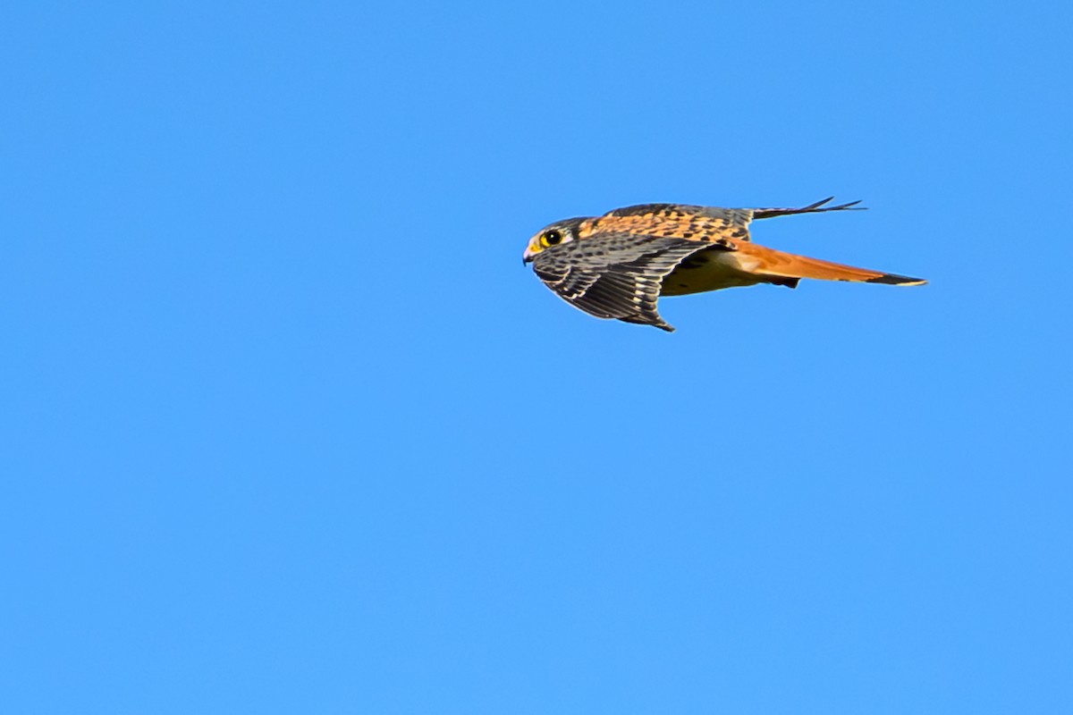 American Kestrel - ML646246880