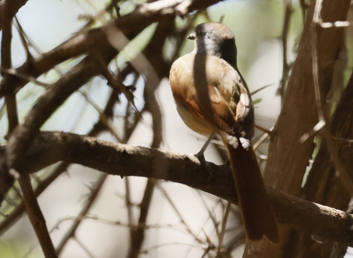 Collared Palm-Thrush - ML646246881