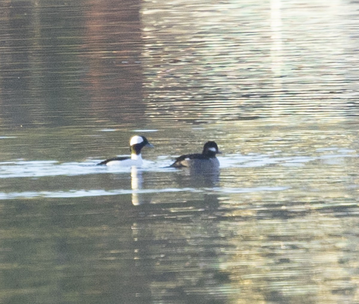 Bufflehead - ML646246882