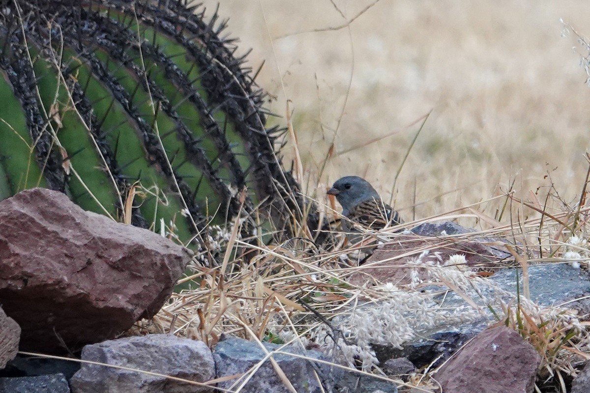 Black-chinned Sparrow - ML646246883