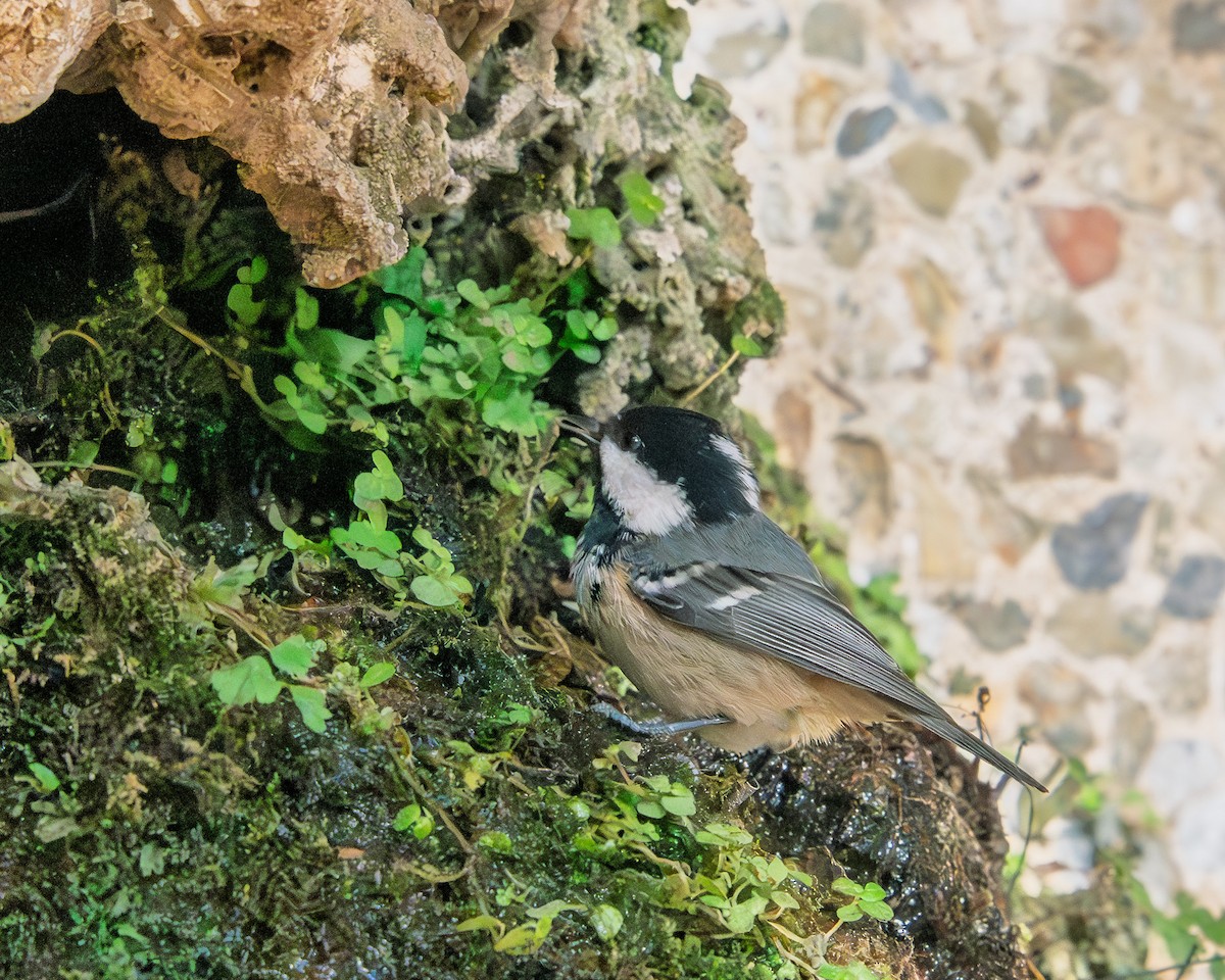 Coal Tit - ML646246895
