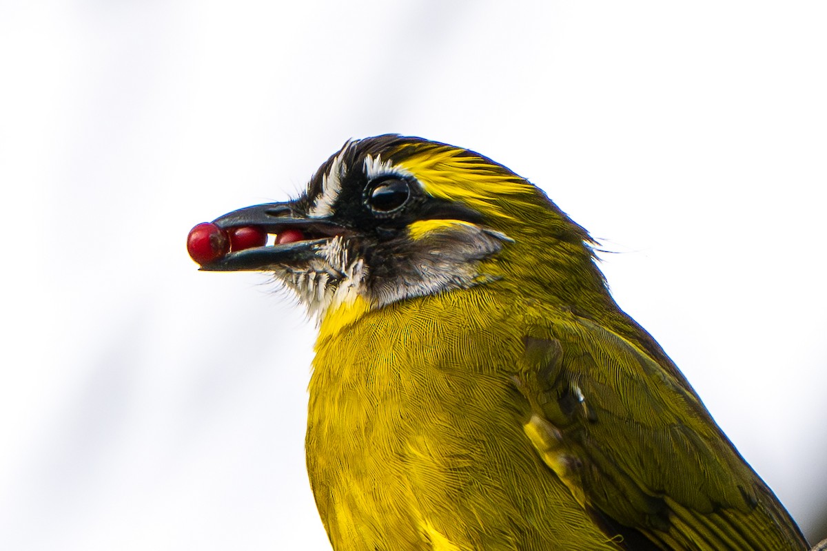 Yellow-eared Bulbul - ML646246900