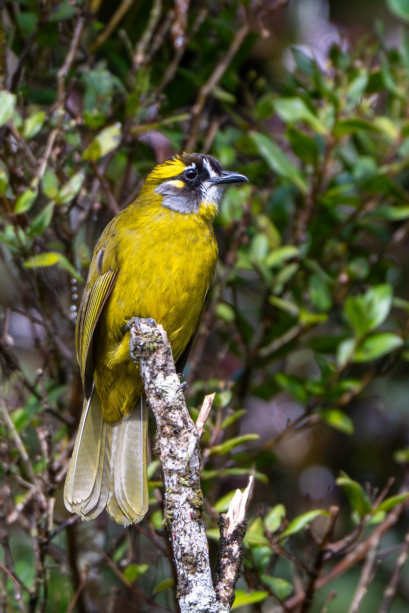 Yellow-eared Bulbul - ML646246901