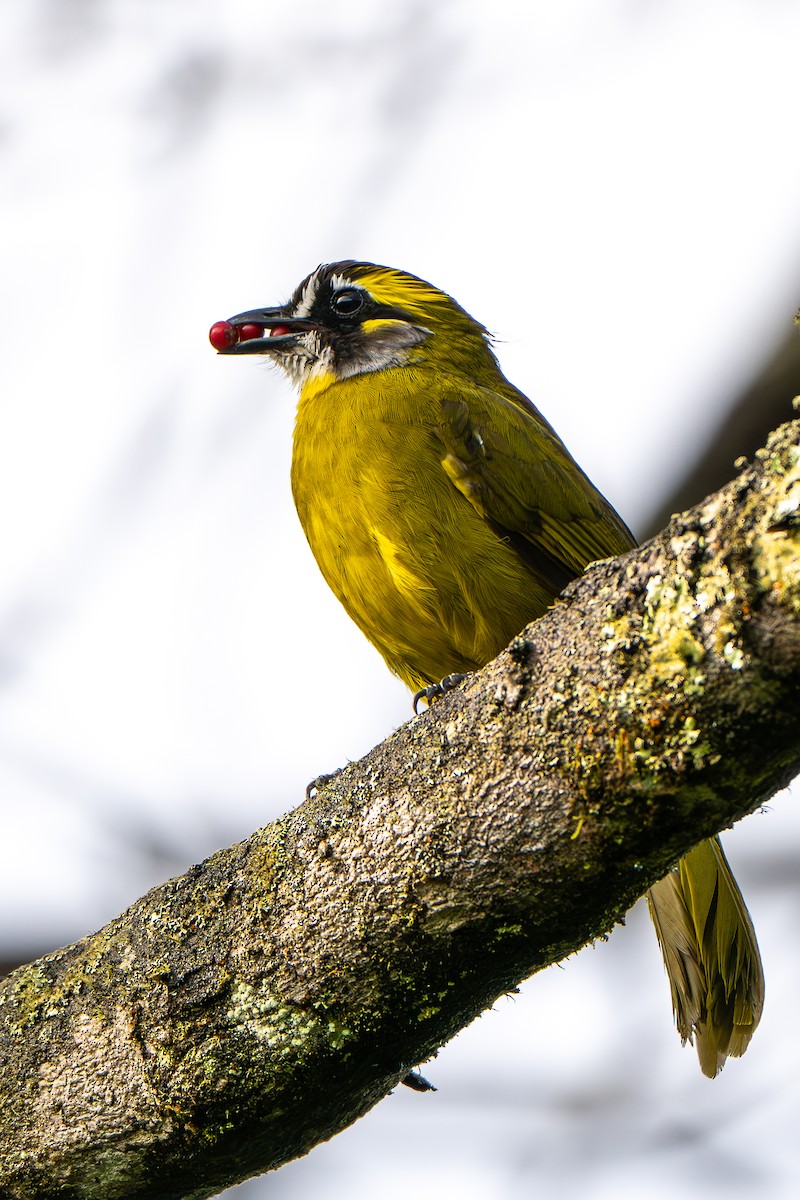 Yellow-eared Bulbul - ML646246902