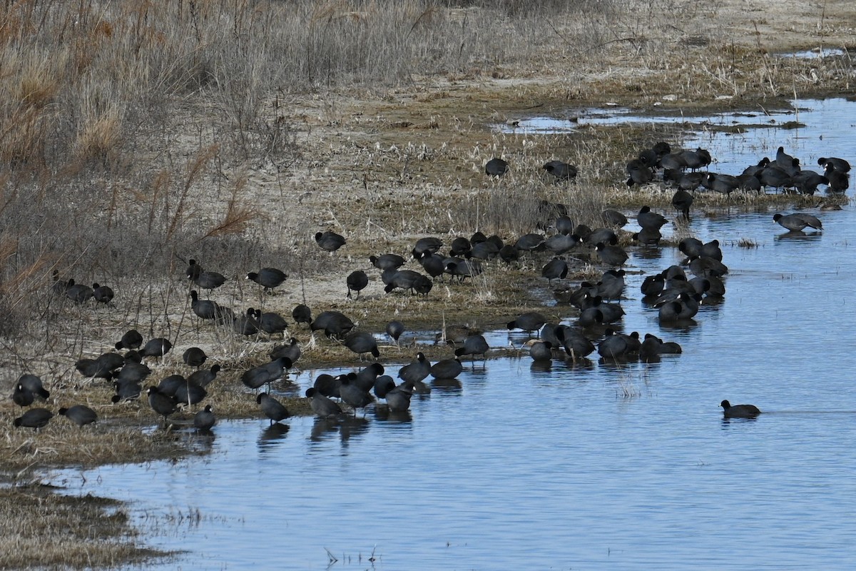 lyska americká - ML646246903