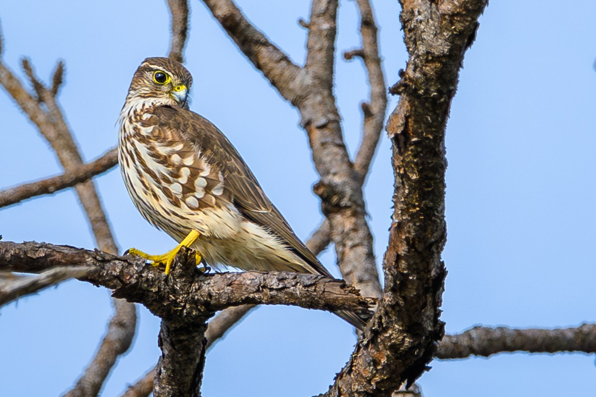 Merlin - ML646246904