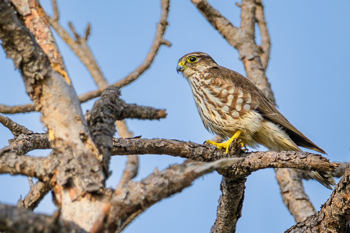 Merlin - ML646246905