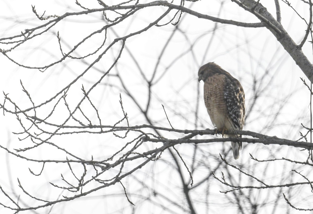 káně páskovaná - ML646246907