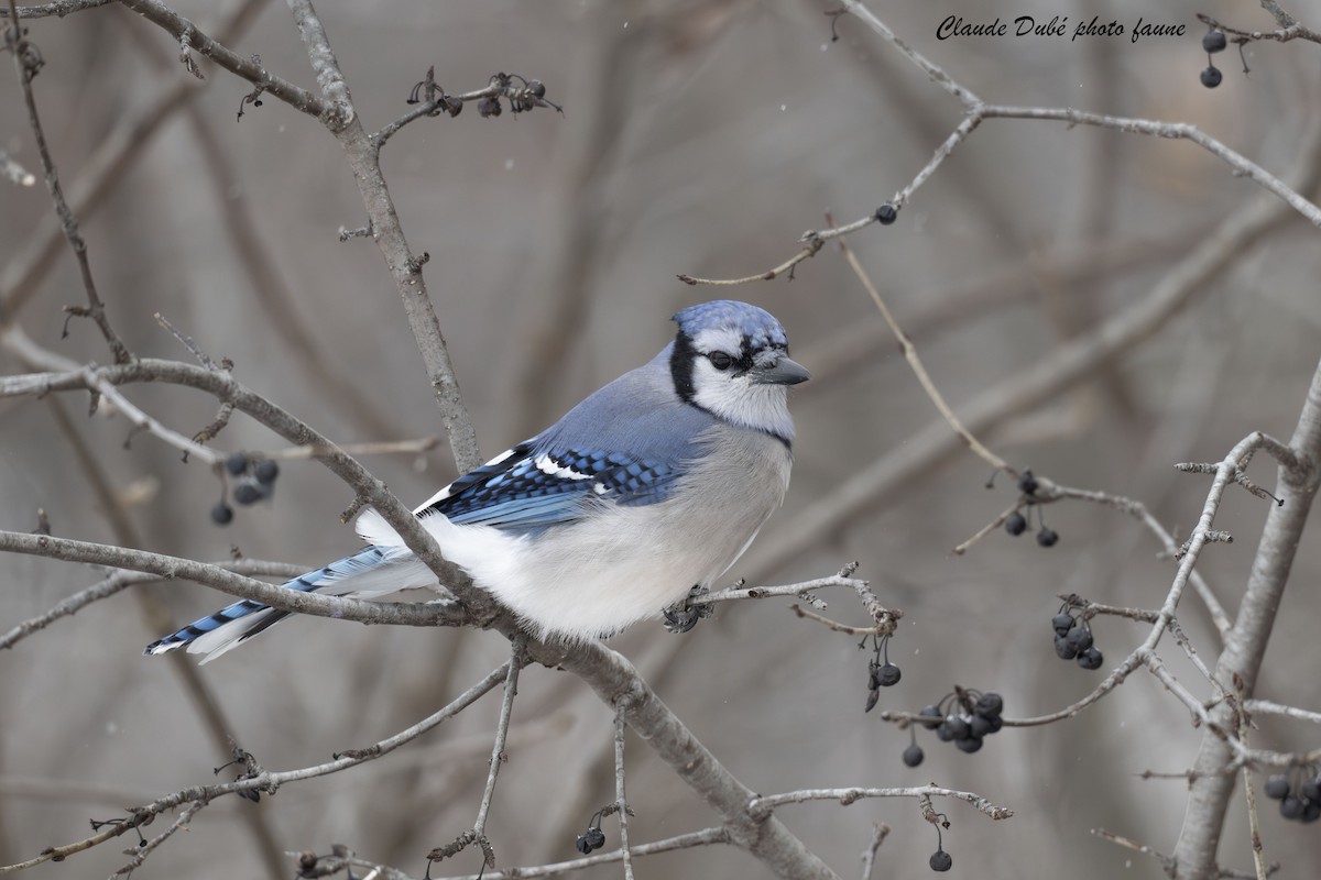 Blue Jay - ML646246908