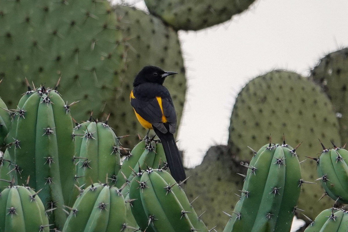 Black-vented Oriole - ML646246911