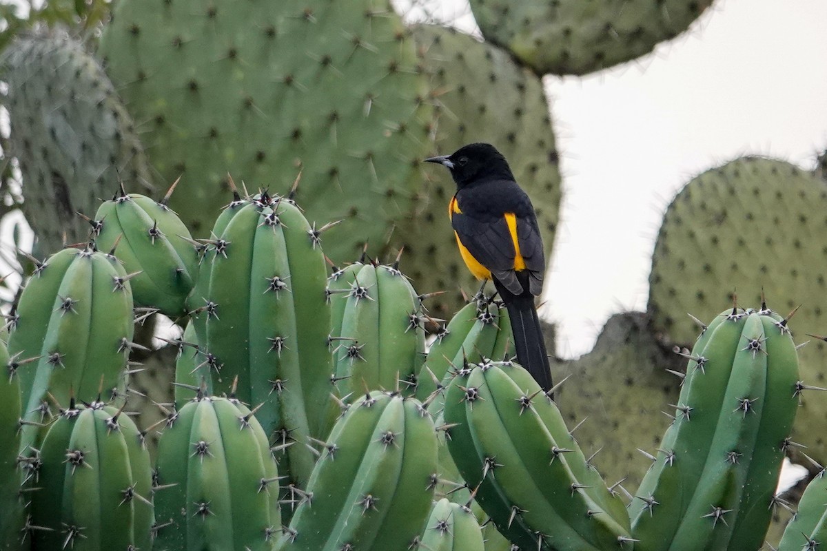 Black-vented Oriole - ML646246912