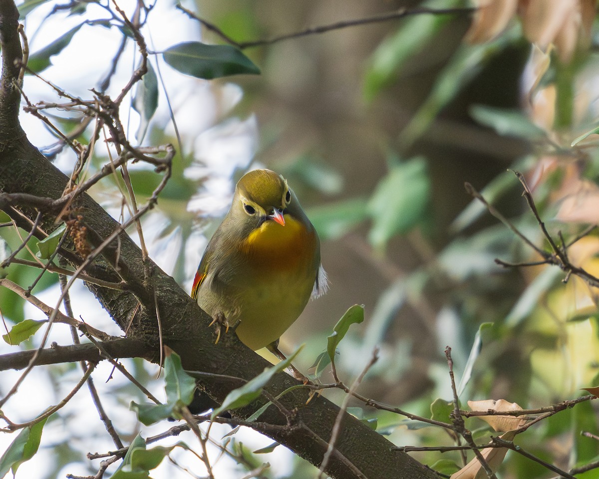 Red-billed Leiothrix - ML646246916