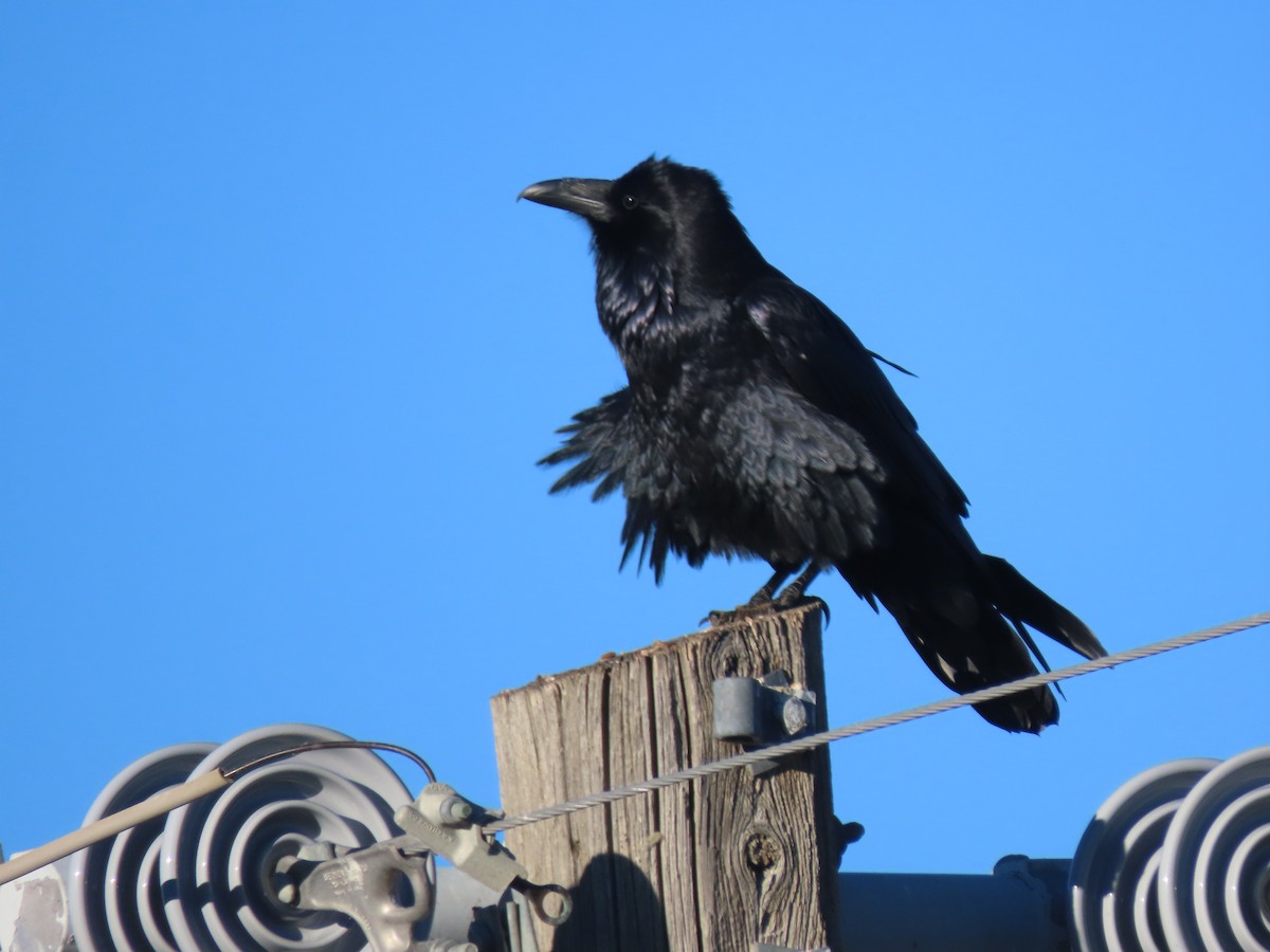 Common Raven - ML646246925