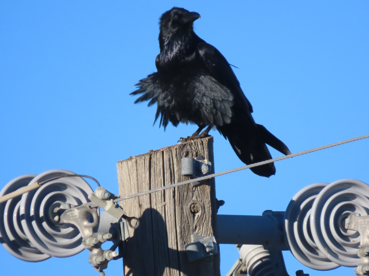 Common Raven - ML646246926
