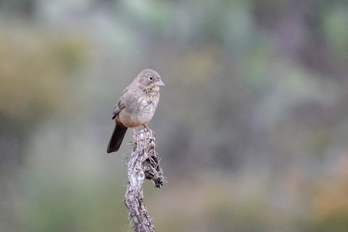 Canyon Towhee - ML646246927