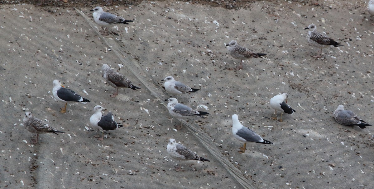 Lesser Black-backed Gull - ML646246933